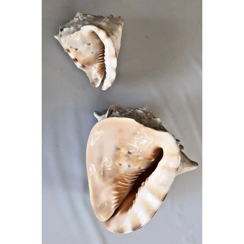 Conch Shells‎ 6.5
